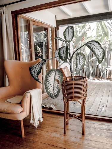 Kwietnik Pollie Karmel M | Monnarita  