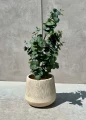 Zestaw doniczek Aletto Sand Edge | Monnarita